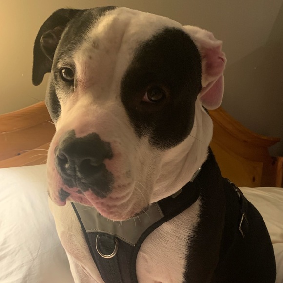 Meet your Posher, Sandy🌸 - Picture 3 of 6